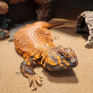Earthplace - Uromastyx geyri
