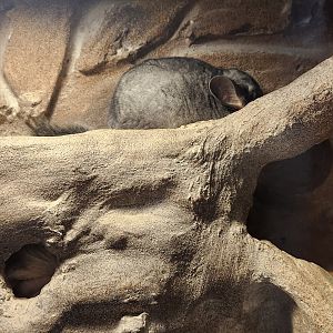 Earthplace - Chilean Chinchilla