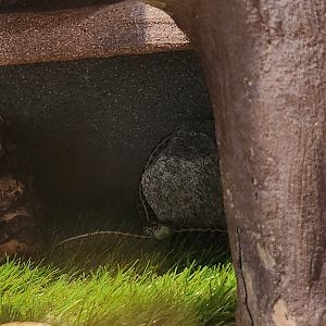 Earthplace - Checkered Garter Snake