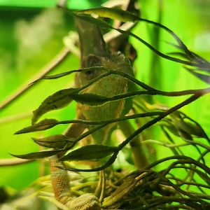 Earthplace - Veiled Chameleon