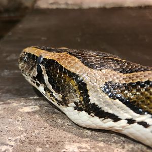 Earthplace - Burmese Python