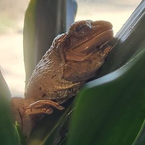 Earthplace - Cuban Tree Frog