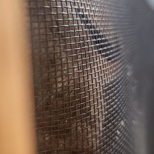 Earthplace - Big Brown Bat hiding