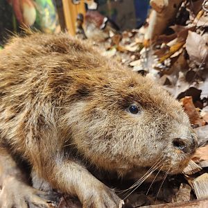 Earthplace - Beaver taxidermy