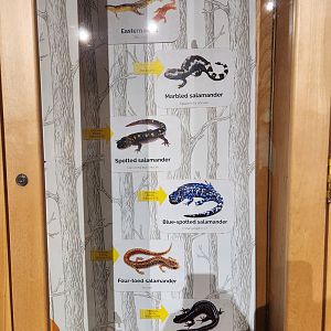 Earthplace - Salamanders of Connecticut