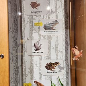 Earthplace - Frogs of Connecticut