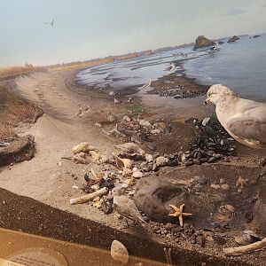 Earthplace - Shore diorama