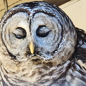 Earthplace - Barred Owl