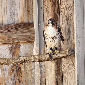Earthplace - Red-tailed Hawk