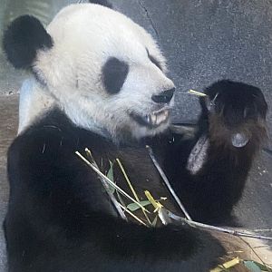 Late Le Le Memphis Zoo