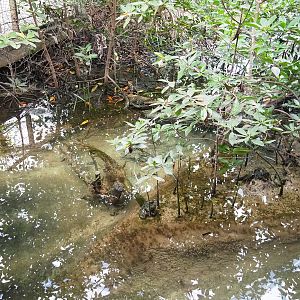 Mangrove mudflats - Area with mangrove plants, 2023-10-07