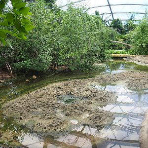 Mangrove mudflats, 2023-10-07