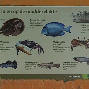 Mangrove mudflats species signage, 2023-10-07