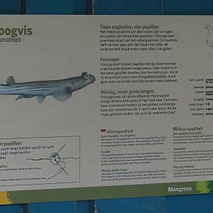 Four-eyed fish signage, 2023-10-07