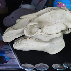 Antillean manatee skull on education table, 2023-10-07