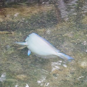 Atlantic blue tang surgeonfish (Acanthurus coeruleus), 2023-10-07