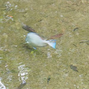 Atlantic blue tang surgeonfish (Acanthurus coeruleus), 2023-10-07