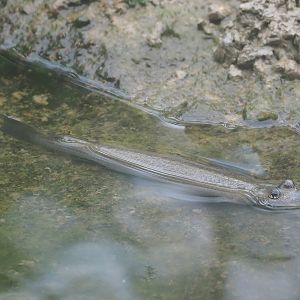 Four-eyed fish (Anableps anableps), 2023-10-07