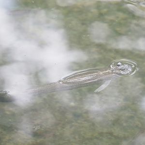 Four-eyed fish (Anableps anableps), 2023-10-07
