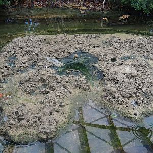 Mangrove mudflats, 2023-10-07