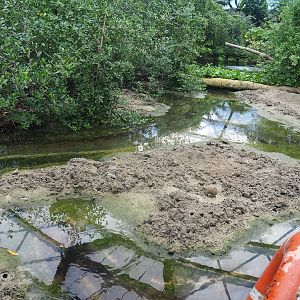 Mangrove mudflats, 2023-10-07