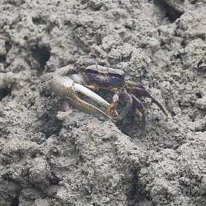 West African fiddler crab (Uca tangeri), 2023-10-07