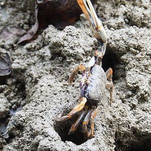 West African fiddler crab (Uca tangeri), 2023-10-07