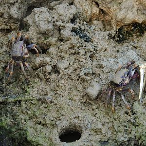 West African fiddler crabs (Uca tangeri), female and male, 2023-10-07