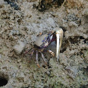 West African fiddler crab (Uca tangeri), 2023-10-07