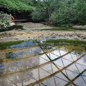 Mangrove mudflats with deeper pool with upside-down jellyfish in the front, 2023-10-07