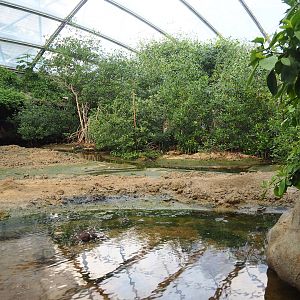 Mangrove mudflats with deeper pool with upside-down jellyfish in the front, 2023-10-07