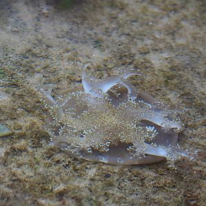 Upside-down jellyfish (Cassiopea xamachana), 2023-10-07