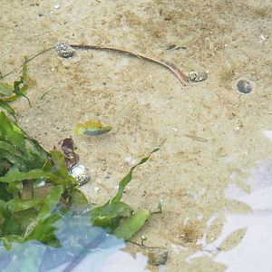 Mangrove mollies (Poecilia orri), 2023-10-07