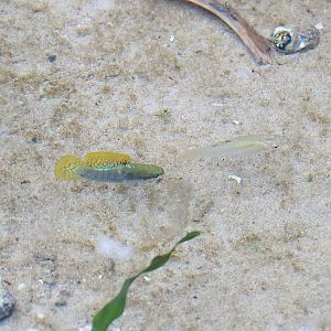 Mangrove mollies (Poecilia orri), 2023-10-07