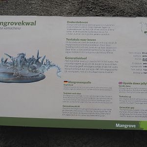 Upside-down jellyfish signage, 2023-10-07