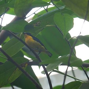 Violaceous Euphonia (Euphonia violacea), 2023-10-07