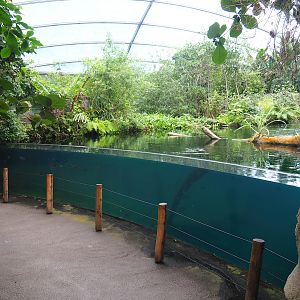 Antillean manatee underwater viewing area, 2023-10-07