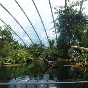 Main Antillean manatee pool, 2023-10-07
