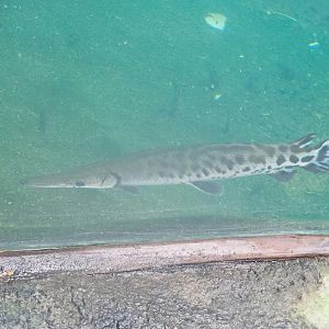 Tropical gar (Atractosteus tropicus), 2023-10-07