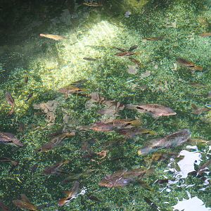 Redhead cichlids (Vieja melanurus) in Antillean manatee pool, 2023-10-07