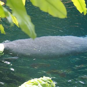 Antillean manatee (Trichechus manatus manatus), 2023-10-07