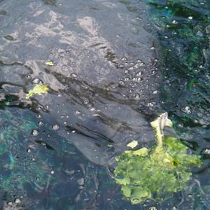 Antillean manatee (Trichechus manatus manatus), 2023-10-07