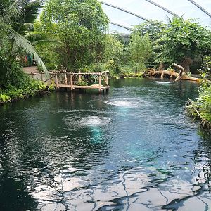 Main Antillean manatee pool, 2023-10-07