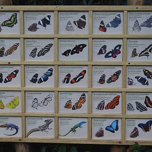 Mangrove ecodisplay butterfly and reptile signage, 2023-10-07