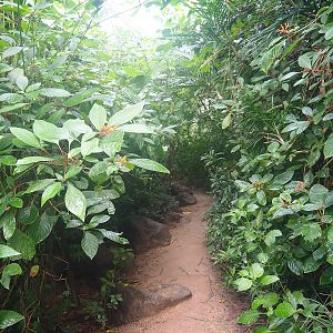 Mangrove ecodisplay - Smaller walkway/Adventure route, 2023-10-07
