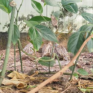 Crested bobwhites (Colinus cristatus), 2023-10-07