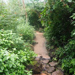 Mangrove ecodisplay - Smaller walkway/Adventure route, 2023-10-07