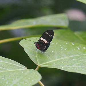 Heliconius sara, 2023-10-07
