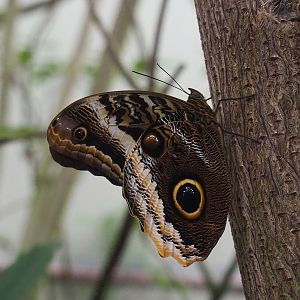 Caligo atreus, 2023-10-07