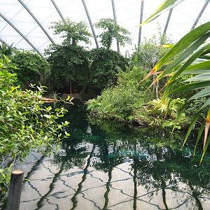 Main Antillean manatee pool, 2023-10-07
